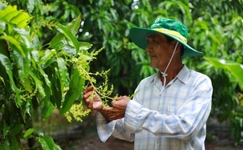 NPK Cà Mau: Công nghệ polyphosphate 'chắp cánh' nông sản Việt