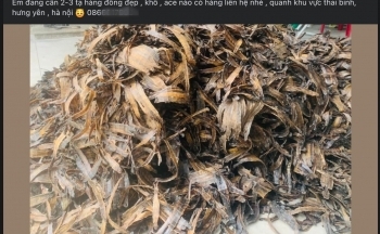 Thảm họa kích điện giun đất tàn phá vườn tược: Chiêu trò ‘đánh nhanh, thu gọn’ của đầu nậu