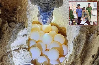 Khi loài vích bị đe dọa