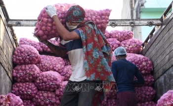 Ấn Độ áp thuế xuất khẩu 40% với hành