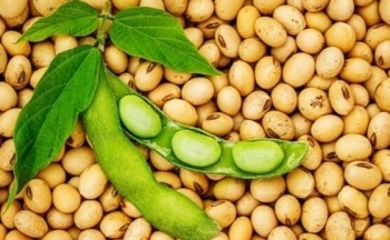 Giá đậu tương ghi nhận phiên tăng thứ 4 liên tiếp do lo ngại về mùa vụ Mỹ