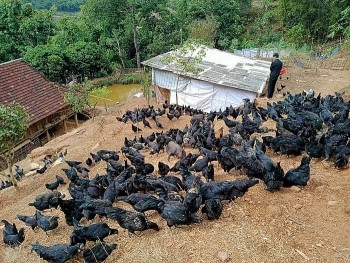 Phát triển kinh tế hộ gia đình từ nuôi gà H'Mông đặc sản