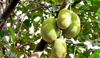 Giá mít Thái hôm nay ngày 10/10/2023: Tín hiệu tích cực từ thị trường