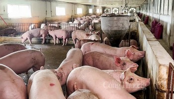 Giá heo hơi hôm nay ngày 30/9/2023: Giảm tiếp 1.000 đồng/kg trên diện rộng