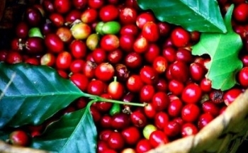 Giá cà phê Arabica trở lại đà giảm trước áp lực đẩy mạnh xuất khẩu tại Brazil