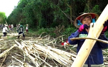 Thúc đẩy triển khai thỏa thuận Việt Nam - Mỹ về kiểm soát khai thác gỗ