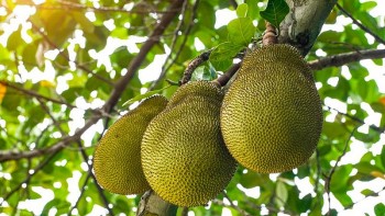 Giá mít Thái hôm nay ngày 24/8/2023: Mít Nhất Tiền Giang lên mức 55.000 đồng/kg