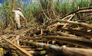 Cổ phiếu mía đường 