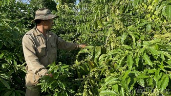 Giá cà phê hôm nay, 27/2/2024: Giá cà phê trong nước ở mức 82.300 đồng/kg