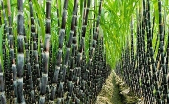 Hòa Bình xuất khẩu trên 17 tấn mía tươi sang thị trường Hoa Kỳ