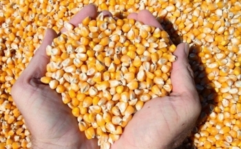 Giá ngô diễn biến giằng co trong phiên giao dịch cuối tuần