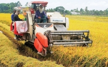 Giá gạo liên tiếp tăng cao nhưng doanh nghiệp xuất khẩu vẫn gặp nhiều thách thức