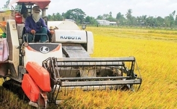 Giá gạo xuất khẩu rời xa đỉnh, về sát mốc 600 USD/tấn