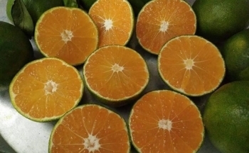 Hòa Bình: Quýt Ôn Châu được giá, dân Cao Phong phấn khởi