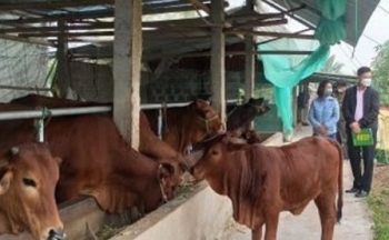 Thái Bình: Tổng nguồn vốn cho vay ưu đãi đạt gần 97 tỷ đồng