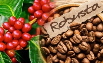 Giá cà phê khả năng cao sẽ biến động mạnh do thông tin cơ bản trái chiều