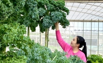 Những lợi ích tuyệt vời của cải xoăn kale mà bạn nên biết