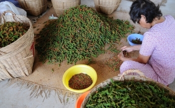 Giá tiêu hôm nay ngày 22/9/2023: Tiếp tục đứng giá, cao nhất 72.500 đồng/kg