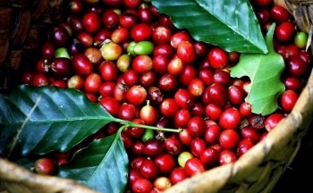 Giá cà phê khởi sắc nhờ việc bán hàng yếu tại các quốc gia sản xuất chính