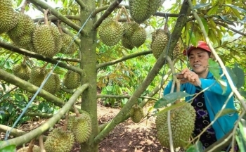 Đắk Lắk: Công bố nhãn hiệu “Sầu riêng Cư M’gar”