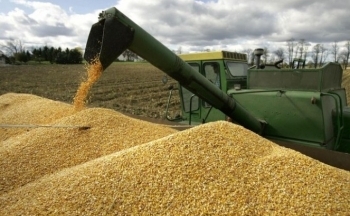 Giá ngô tiếp tục suy yếu, giá lúa mì kết thúc chuỗi giảm 4 ngày