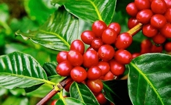 Cà phê Arabica tồn kho đã giảm về mức thấp nhất trong hơn 9 tháng