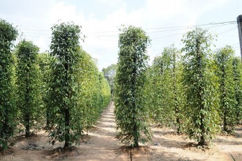 Giá tiêu hôm nay ngày 01/9/2023: Tây Nguyên, Đông Nam Bộ đứng giá