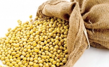 Giá đậu tương mở rộng đà giảm