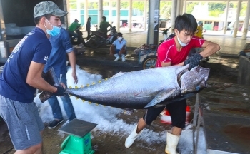 Được người dân Hàn Quốc ưa chuộng, xuất khẩu cá ngừ của Việt Nam tăng vọt
