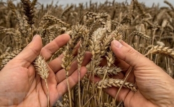 Châu Âu được mùa lúa nhưng giá gạo thế giới vẫn ở mức cao