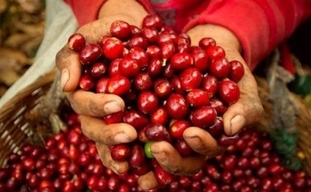 Giá cà phê tăng vọt 70%: Hé lộ nguyên nhân