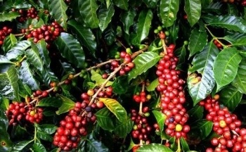Giá cà phê cao ngất ngưởng, liệu đã đạt đỉnh?