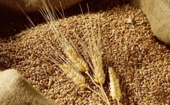 Thị trường nông sản “lình xình”, giá lúa mì vẫn tăng mạnh: Vì sao?