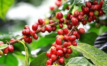 Giá cà phê mới nhất ngày 7/9/2023: Giá cà phê trong nước tiếp tục tăng