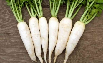 Vì sao củ cải trắng được gọi là 