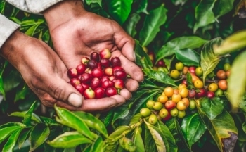 Giá cà phê mới nhất ngày 8/9/2023: Giá cà phê trong nước quay đầu giảm