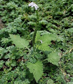 Cây cỏ vòi voi trị đau xương khớp, bệnh ngoài da