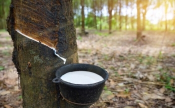 Ngành cao su có hi vọng ‘thoát’ tăng trưởng âm trong những tháng cuối năm