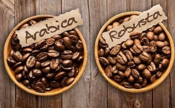 Giá cà phê Arabica tiếp tục suy yếu