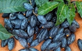 Tác dụng kép thần kỳ từ quả trám đen không phải ai cũng biết