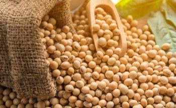 Giá đậu tương bật tăng mạnh