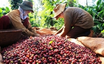 Giá cà phê mới nhất ngày 9/9/2023: Giá cà phê giảm nhẹ