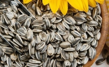 Hạt hướng dương có tốt cho sức khỏe không?