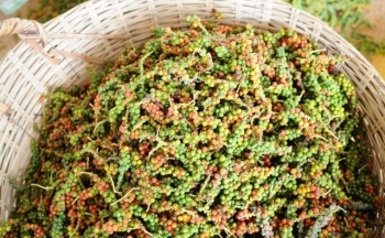 Giá tiêu hôm nay ngày 14/9/2023: Tiếp tục đứng giá, cao nhất 73.500 đồng/kg