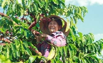 Giá cà phê mới nhất ngày 10/9/2023: Giá cà phê đi ngang