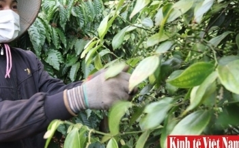 Giá tiêu tuần qua 2 - 7/10/2023: Đồng loạt giảm 1.000 đồng/kg so với tuần trước