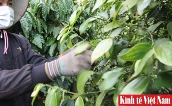 Giá tiêu hôm nay ngày 26/10/2023: Tây Nguyên chững lại, Đông Nam Bộ giảm 500 đồng/kg