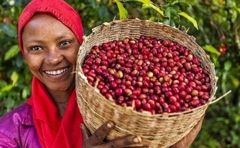 Giá cà phê giảm