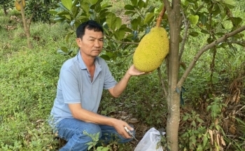 Quảng Bình: Mô hình mít ruột đỏ kỳ vọng mang lại hiệu quả kinh tế cao