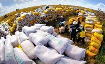 Đà giảm của giá gạo xuất khẩu bao giờ kết thúc?